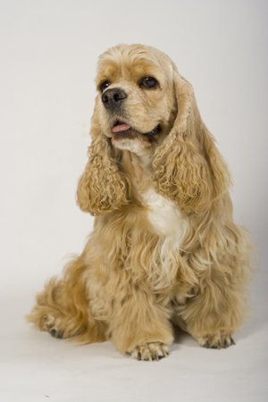 American Cocker Spaniel Sitting